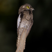 White-winged Potoo